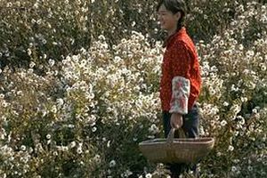 山菊