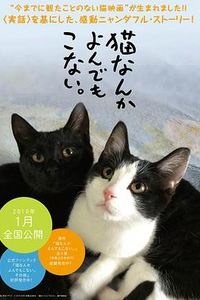 为什么猫都叫不来